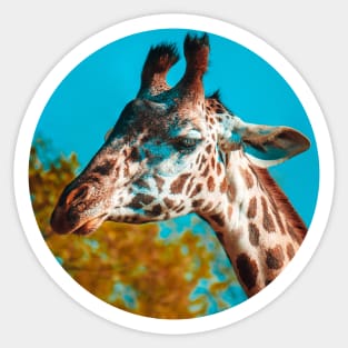 Gentle Giraffe Photograph Sticker